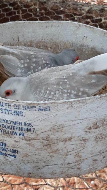 Diamond Dove Birds