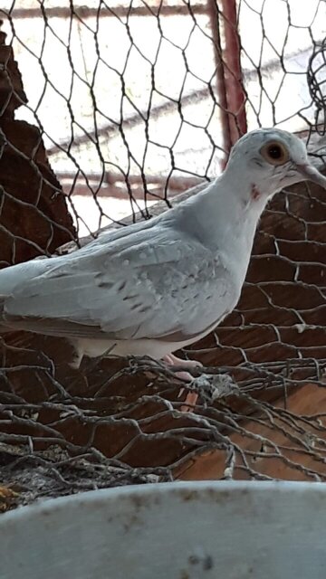 Diamond Dove Birds Birds Junction
