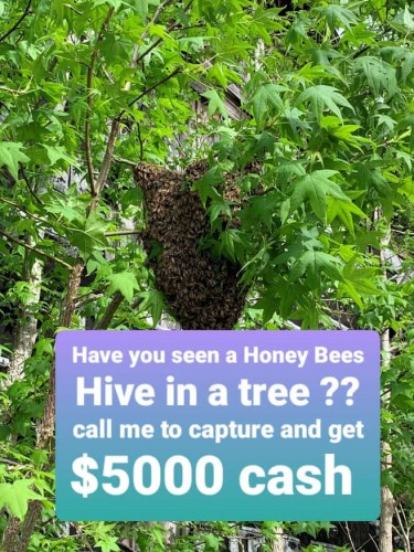 Removing Bee From Your House Or Tree 
