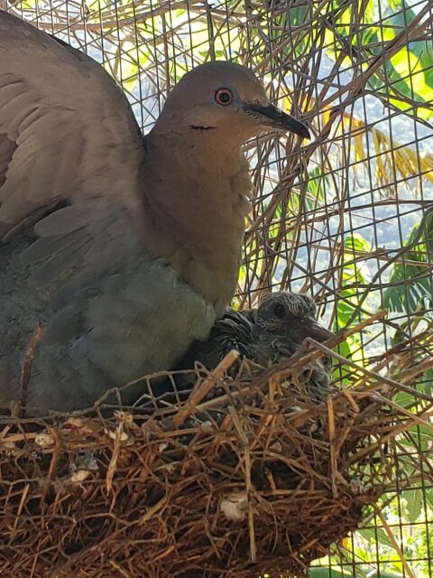 White Wing Dove