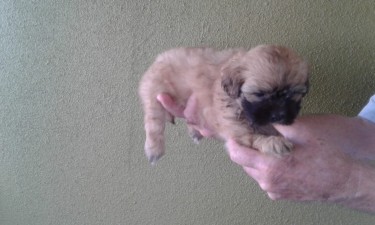 ONE LEFT  Shih-poo Mix - -wants A Good Home Dogs St. Catherine