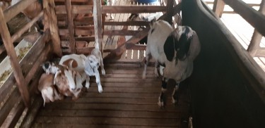 Highbred Goats For Sale 
