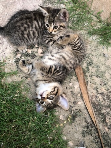 Kittens 