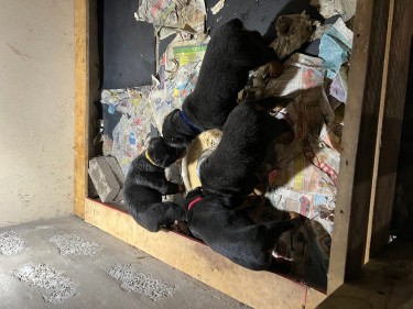ROTTWEILER PUPS LOOKING FOR LOVING HOME