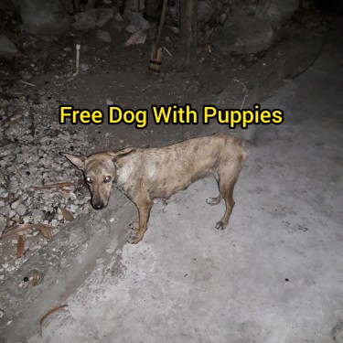 Free Small Dog With Puppies!!!