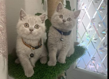 British Short Hair  Kittens