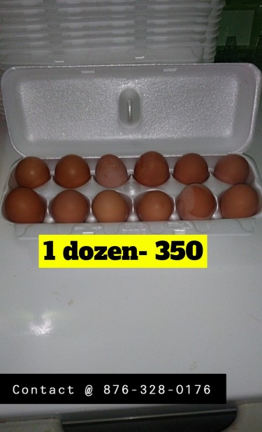 Javians Egg Supply