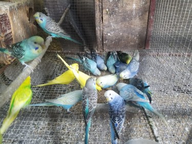 Package Deal Includes: 2 Love Birds And 2 Budgies