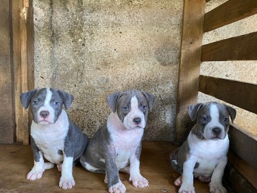 Razoredge X Gottiline American Bully Pups @ 8wks 