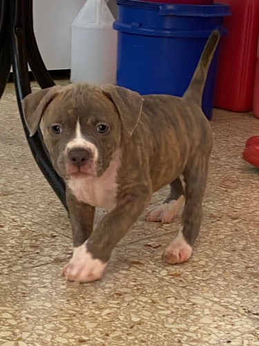 Razoredge X Gottiline American Bully Pups @ 8wks 
