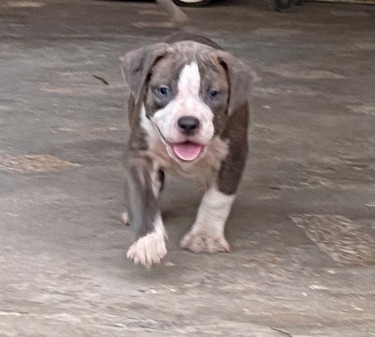 Razoredge X Gottiline American Bully Pups @ 8wks 