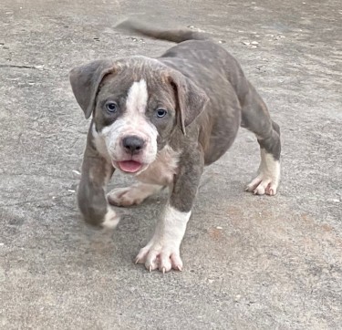 Razoredge X Gottiline American Bully Pups @ 8wks 