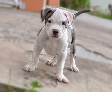 Razoredge X Gottiline American Bully Pups @ 8wks 