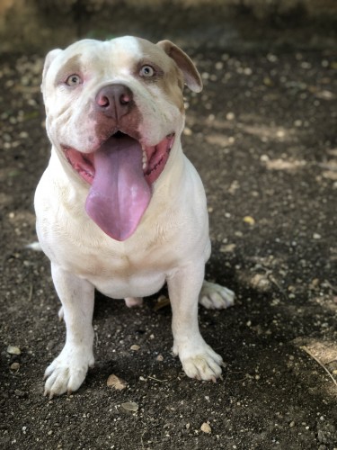 Razoredge X Gottiline American Bully Pups @ 8wks 