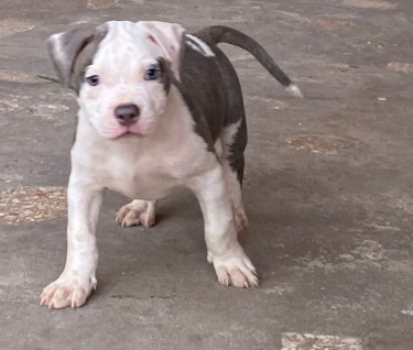 Razoredge X Gottiline American Bully Pups @ 8wks 