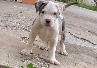 Razoredge X Gottiline American Bully Pups @ 8wks 