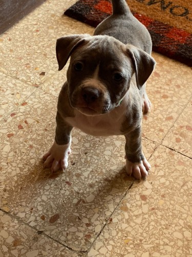 Razoredge X Gottiline American Bully Pups @ 8wks 