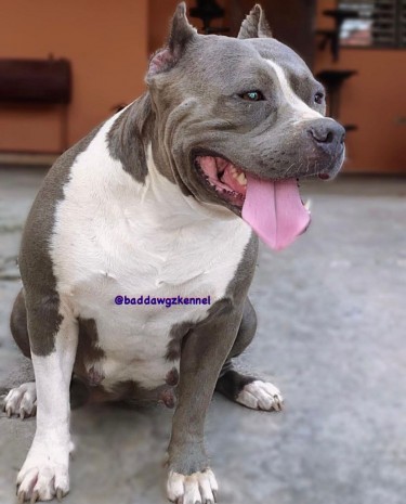 Razoredge X Gottiline American Bully Pups @ 8wks 