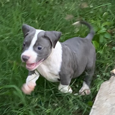 Razoredge X Gottiline American Bully Pups @ 8wks 