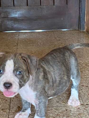 Razoredge X Gottiline American Bully Pups @ 8wks 