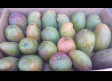 East Indian Mangoes 