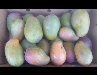 East Indian Mangoes 