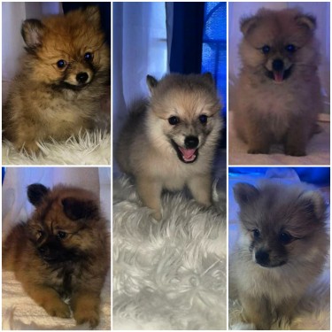 Pomeranian Puppies Available  Dogs Kingston 