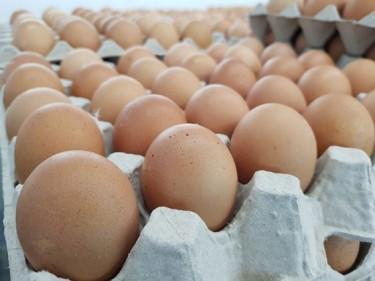Wholesale Eggs Sold By Flat And Box