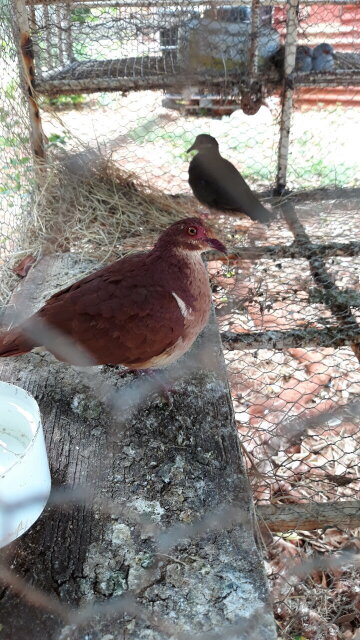 Partridge Birds