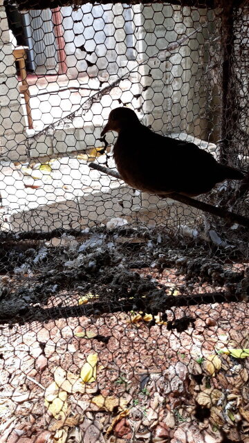 Partridge Birds