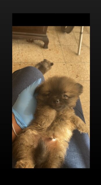 Pomeranian Puppies Available For Sale.