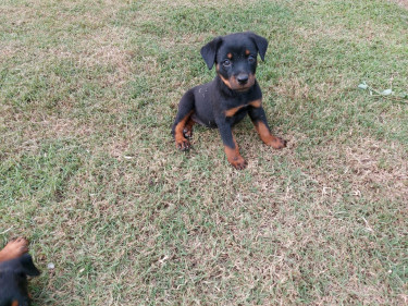 Rottweiler Puppies For Sale, 8 Weeks Old