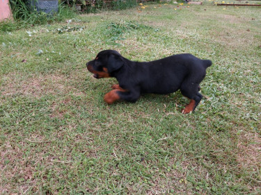 Rottweiler Puppies For Sale, 8 Weeks Old