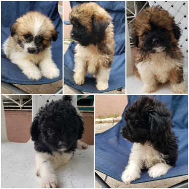  Shih-tzu Mixed Pomeranian Puppies Available 