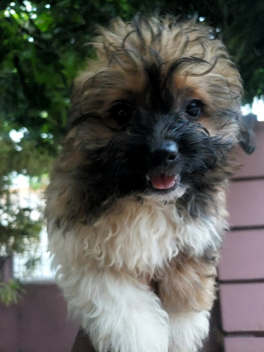 Shih-tzu Pomeranian Puppies Available For Sale 
