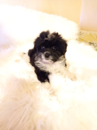 Shih-tzu Mixed Pomeranian Puppies Available 