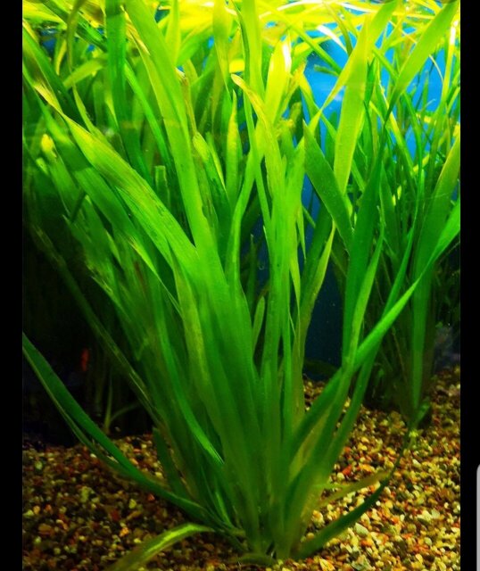 Ornamental Grass For Aquarium