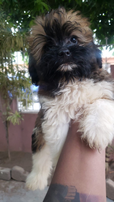 Shih-tzu Mixed Pomeranian Puppies Available 