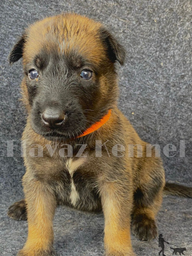 Purebred Belgian Malinois Puppies For Sale