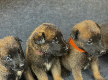 Purebred Belgian Malinois Puppies For Sale