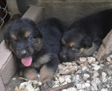 German Shepherd/Doberman Puppies