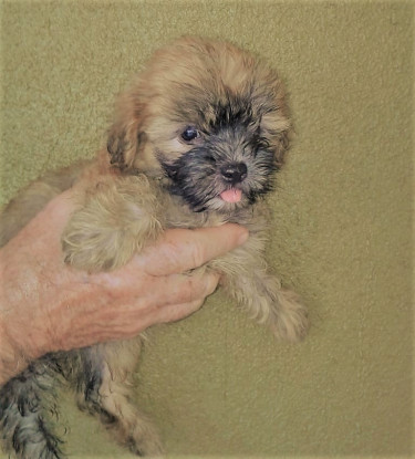  Shihpoo (Shih-tzu Mix)Females 10% Discount 8/7-14 Dogs Closer To Old Harbor Than Spanish Town