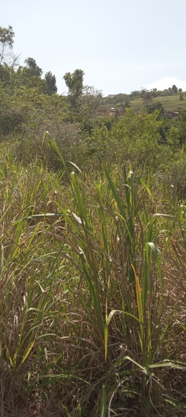 1 And 1/4 Acres Of Land