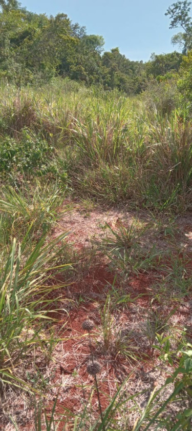 1 And 1/4 Acres Of Land