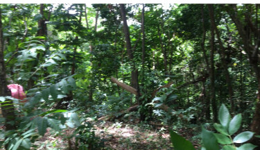 5.34 Acres 