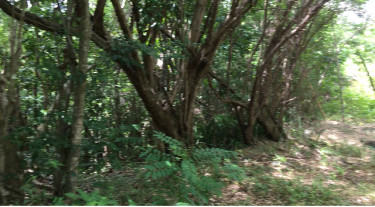 5.34 Acres 