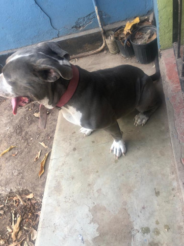American Bully (Blue) For Sale