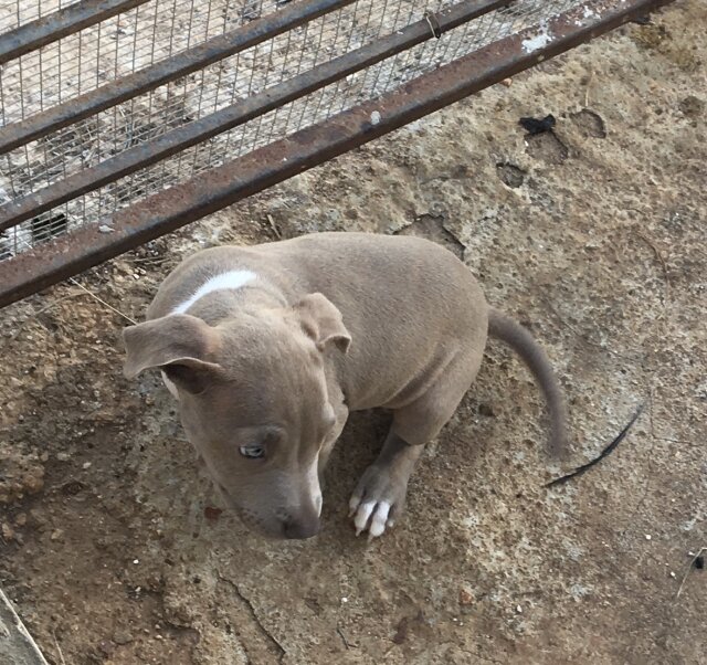 Pitbull Puppy Available To Be Rehomed