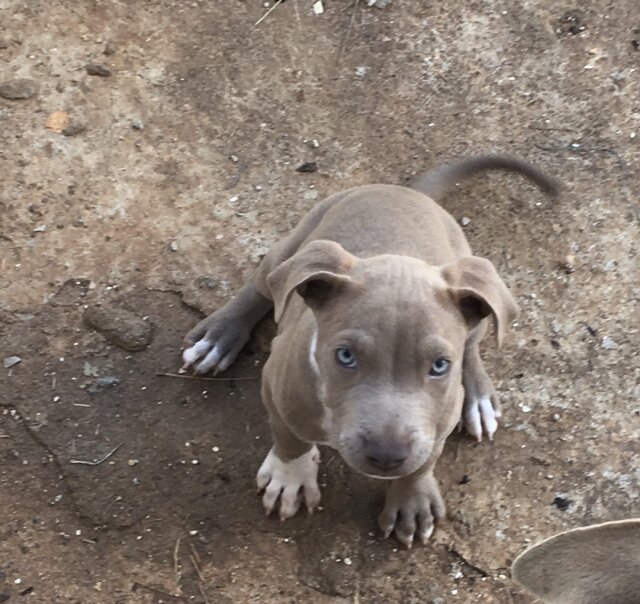 Pitbull Puppy Available To Be Rehomed