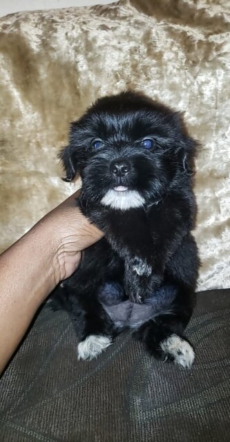 Shihtzu Poodle 7 Weeks Old